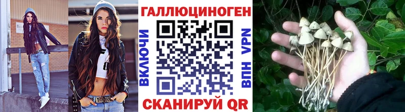 Купить где  Жердевка  Псилоцибиновые грибы Cubensis 
